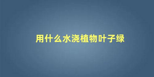 用什么水浇植物叶子绿 用什么浇花叶子更绿呢(用什么水浇花叶子油绿)